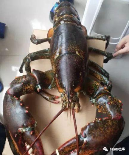 龙虾最新爆料是真的吗知乎